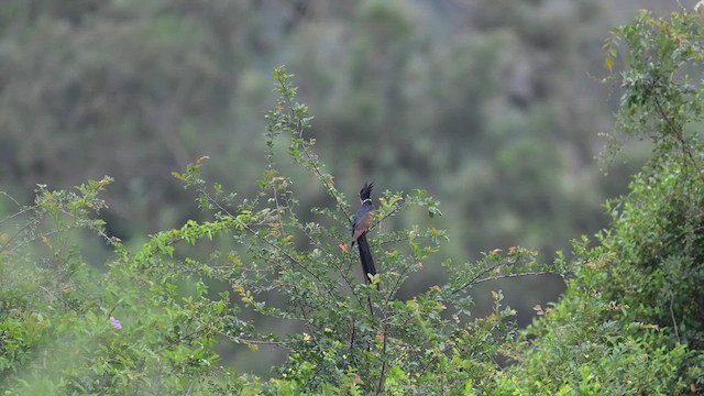 Chestnut-winged Cuckoo - ML637046119