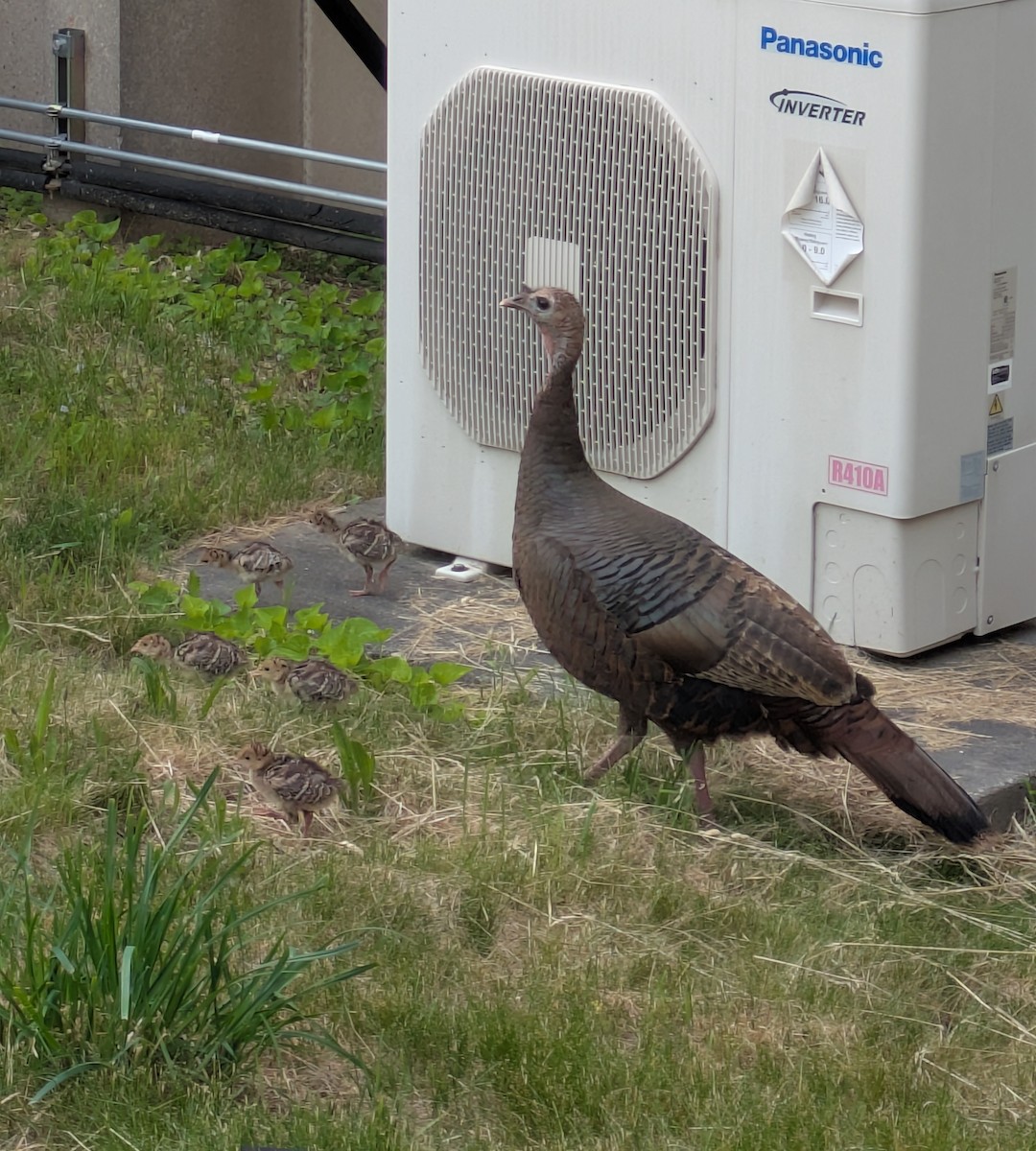 Wild Turkey - ML637046194