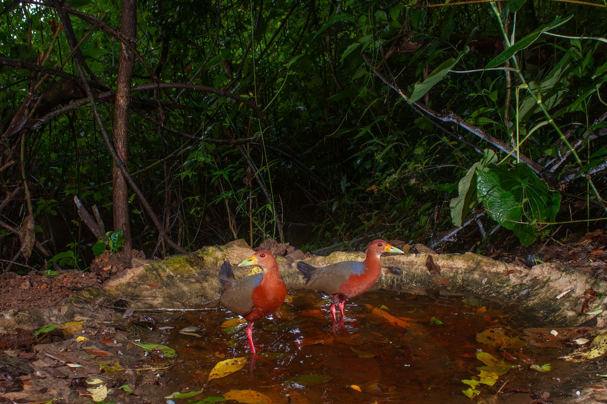 Rufous-necked Wood-Rail - ML637046197