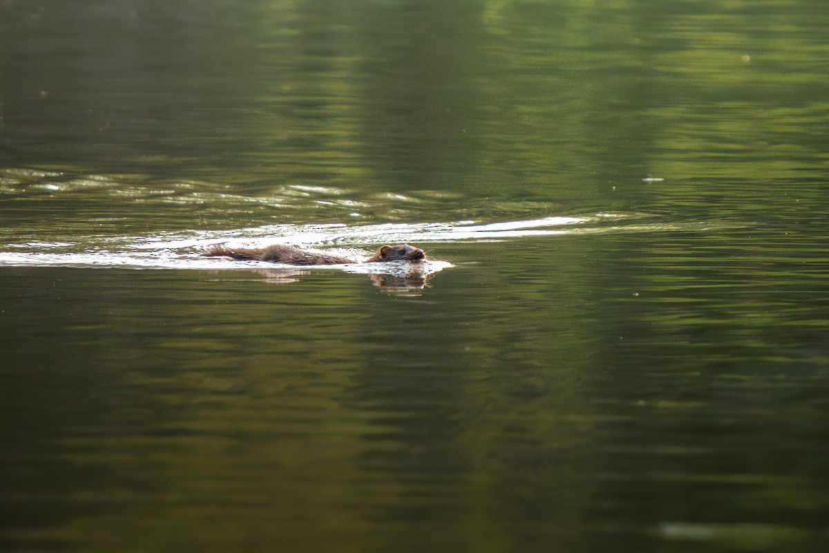American Mink - ML637046215