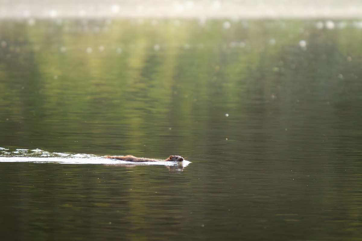 American Mink - ML637046216