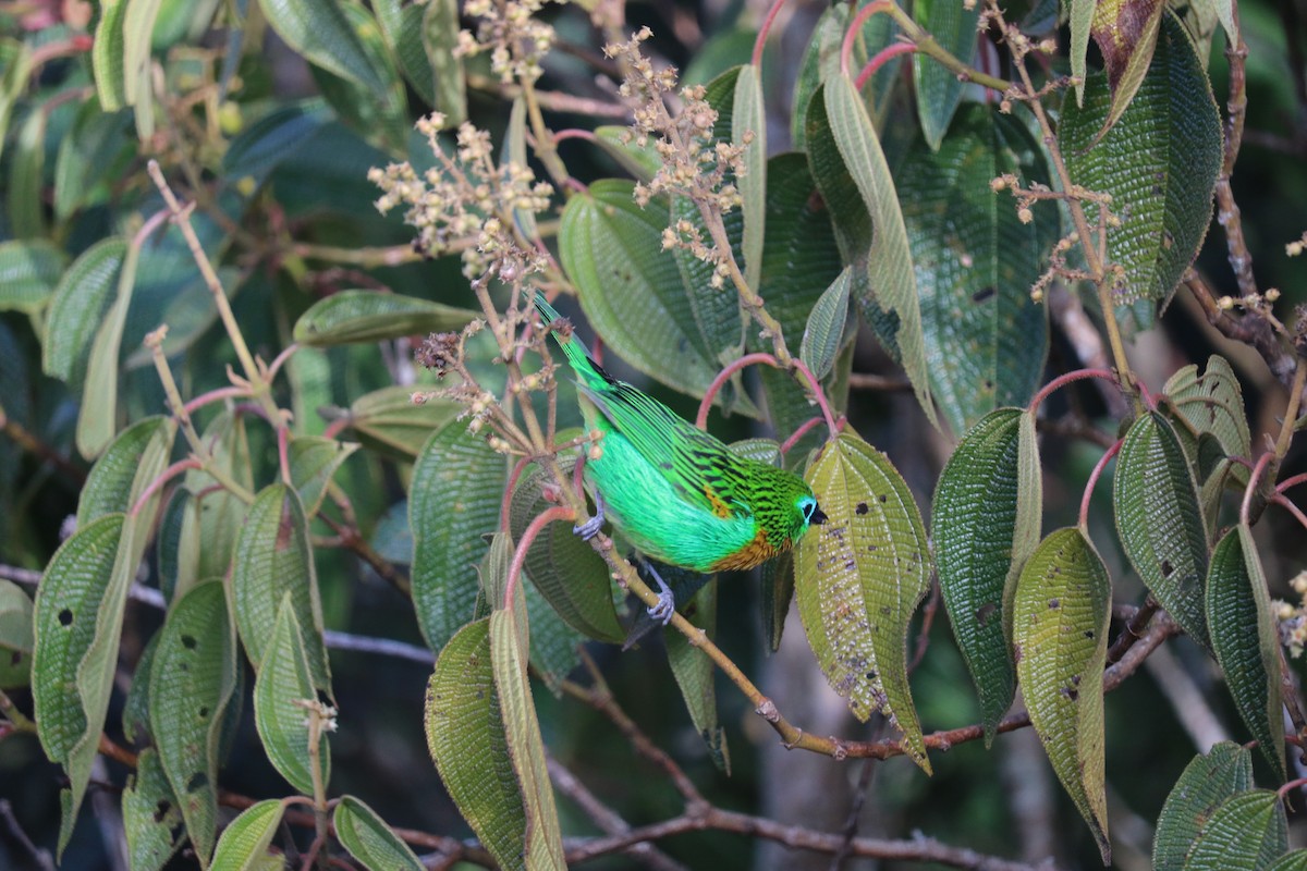 Brassy-breasted Tanager - ML637046228