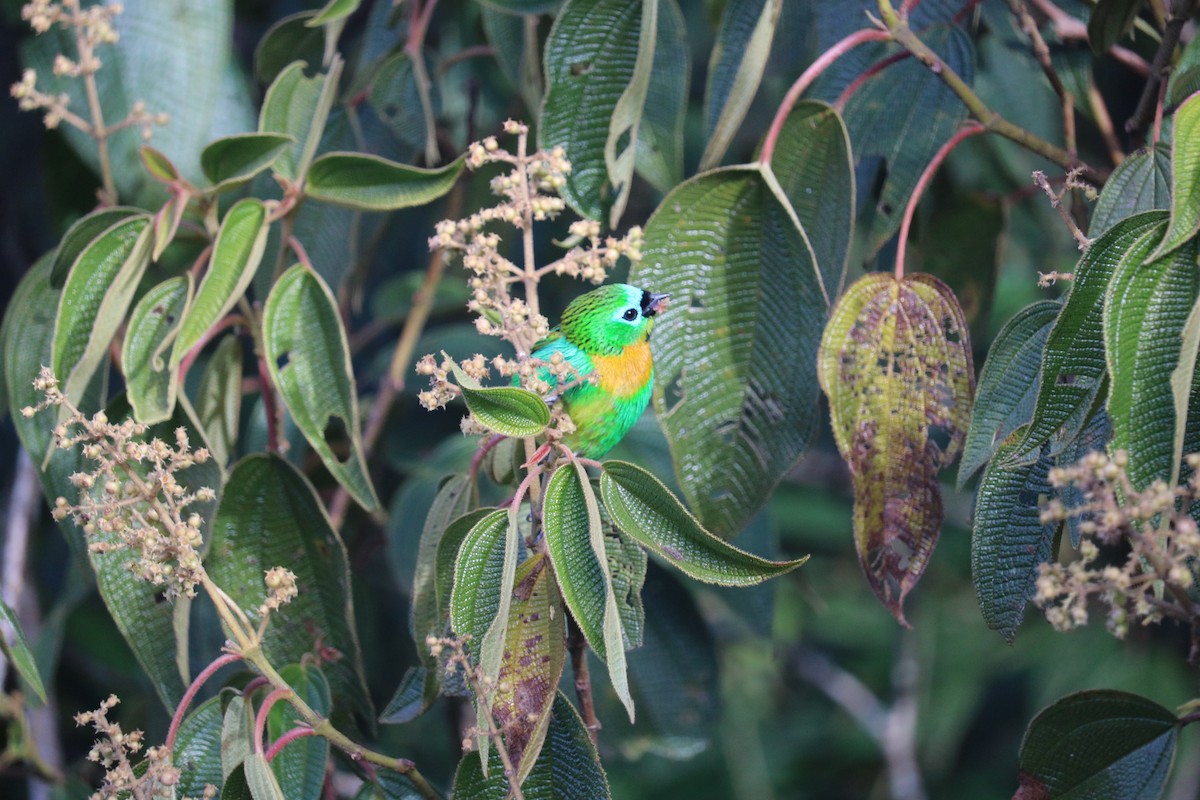 Brassy-breasted Tanager - ML637046229