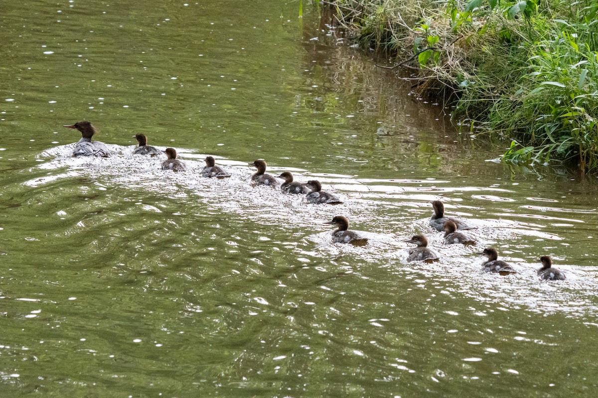 Common Merganser - ML637046264