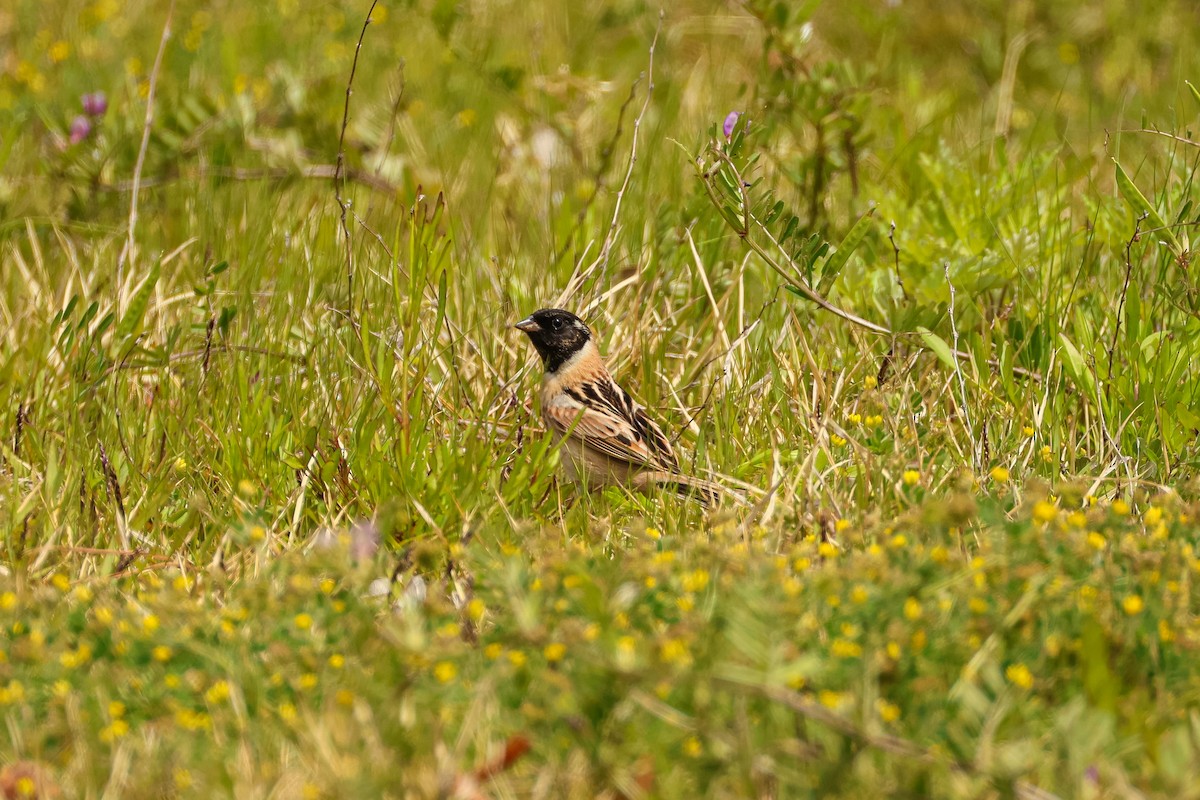 Ochre-rumped Bunting - ML637046275
