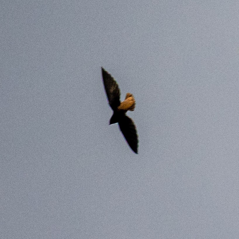 Short-tailed Swift - ML637046296