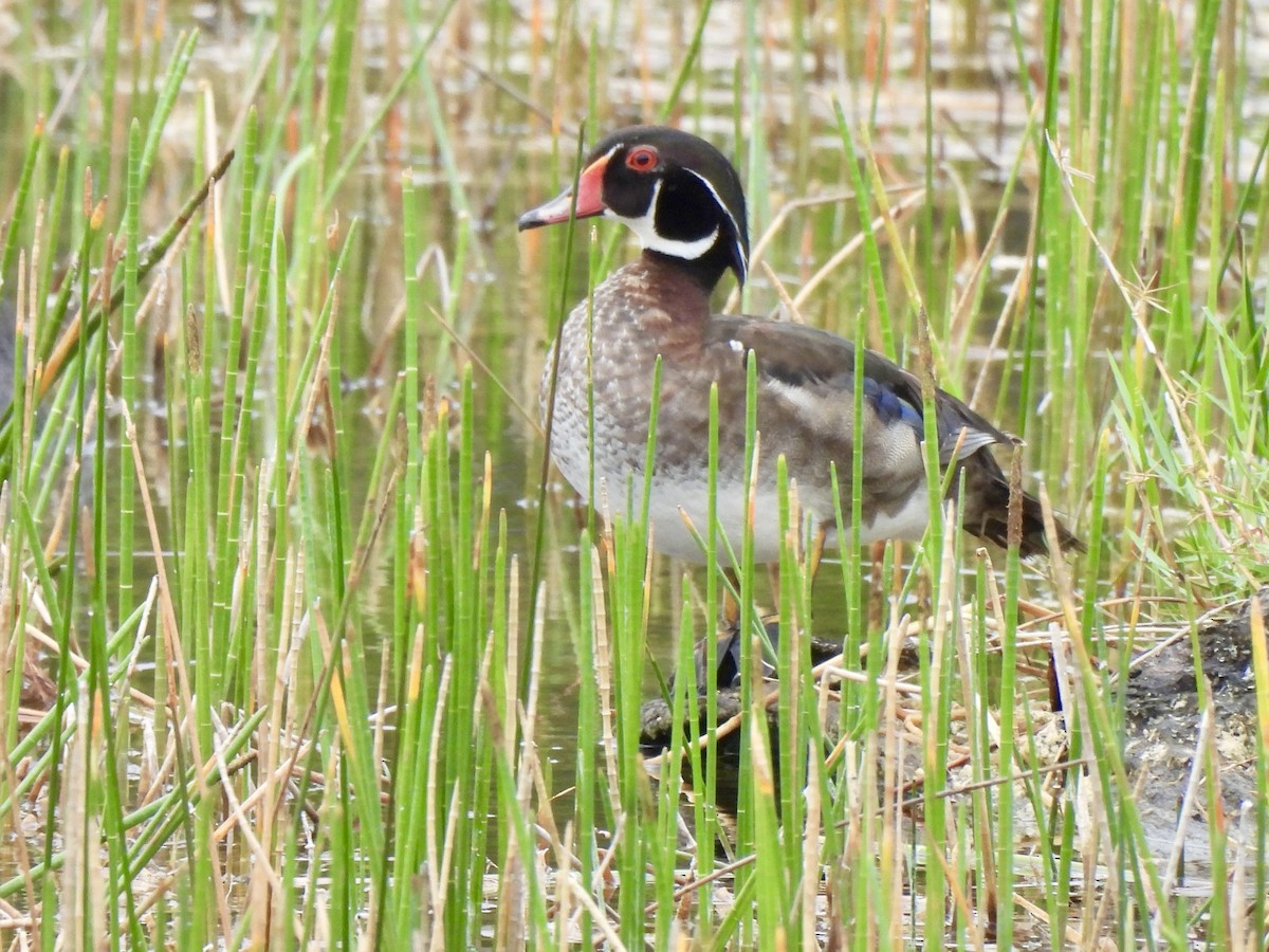 Wood Duck - ML637046300