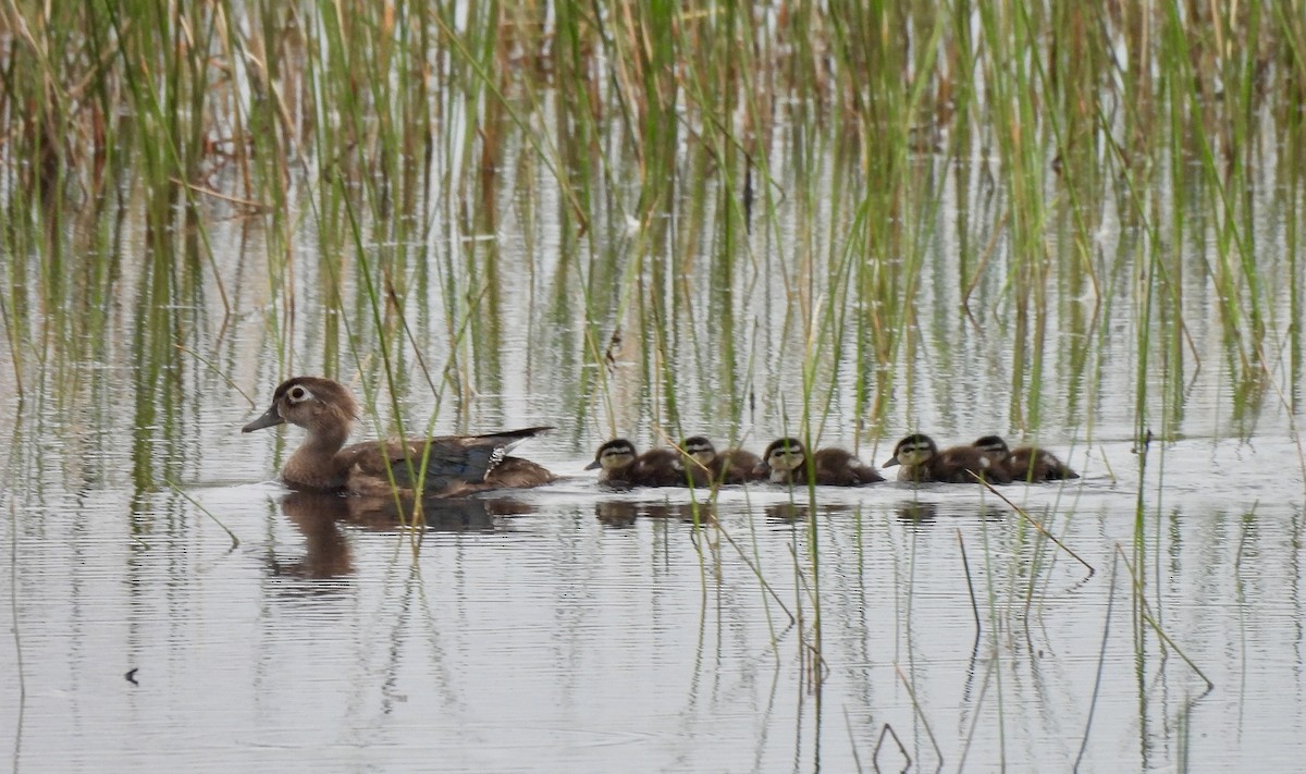 Wood Duck - ML637046301