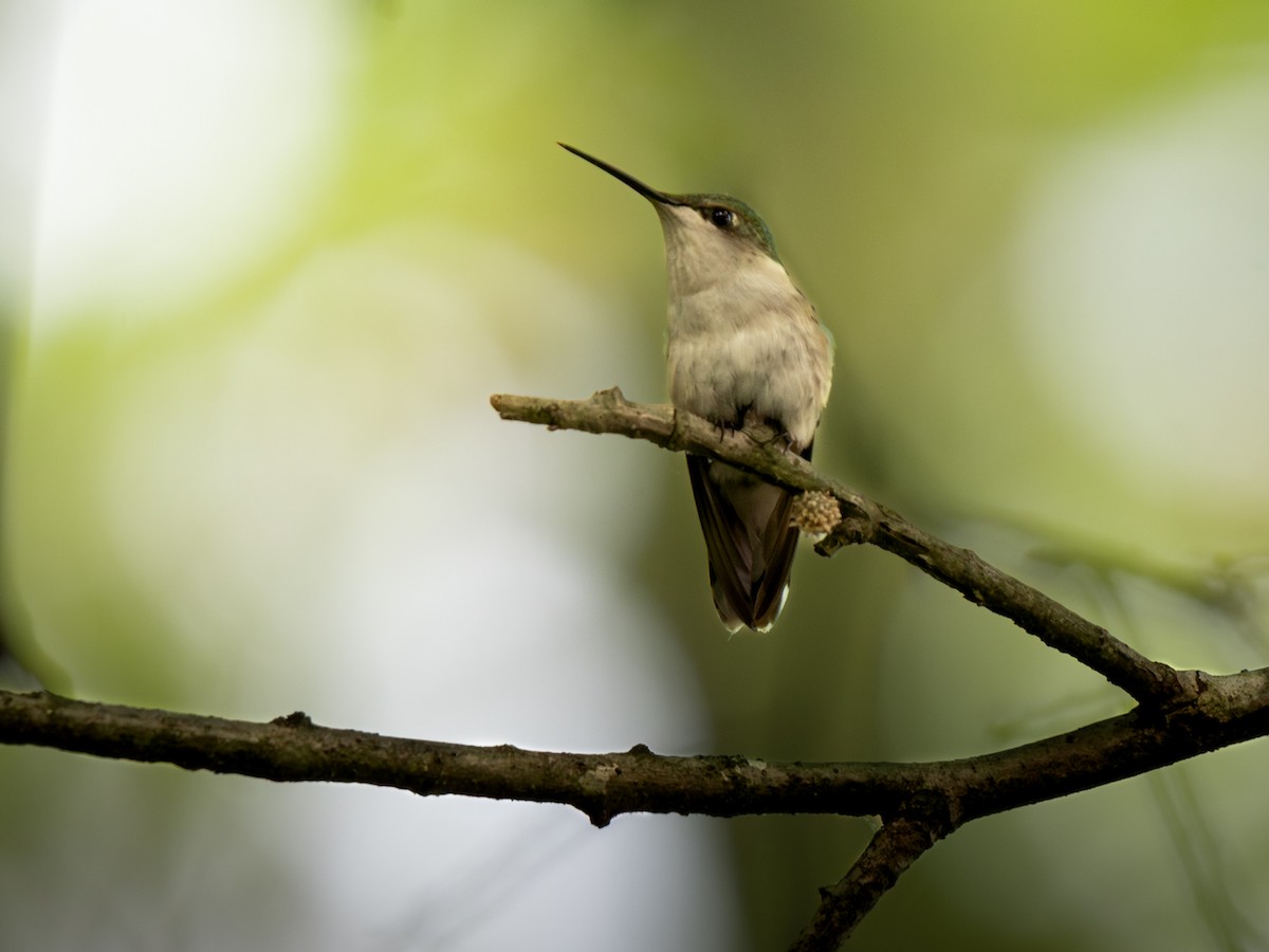 Ruby-throated Hummingbird - ML637046309