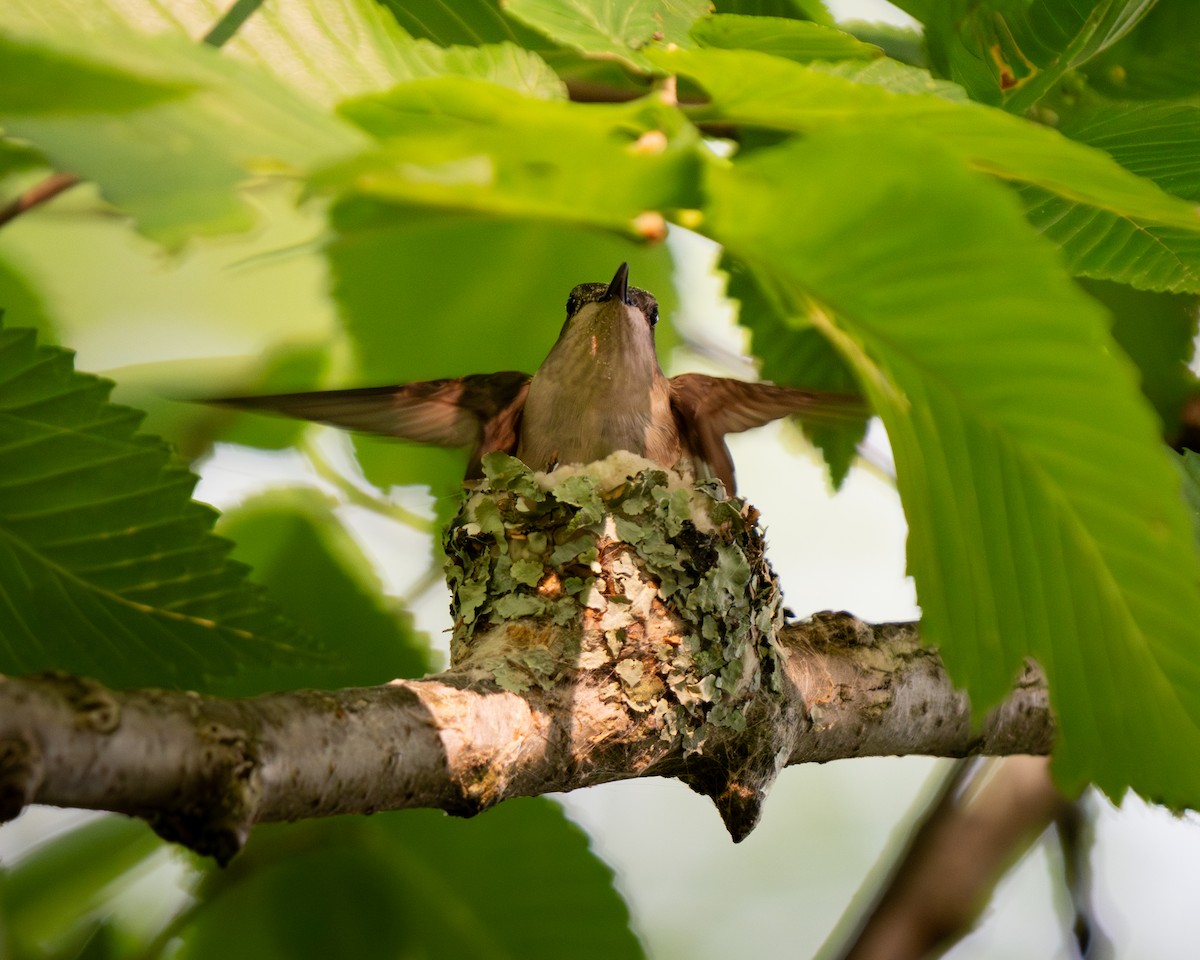 Ruby-throated Hummingbird - ML637046310
