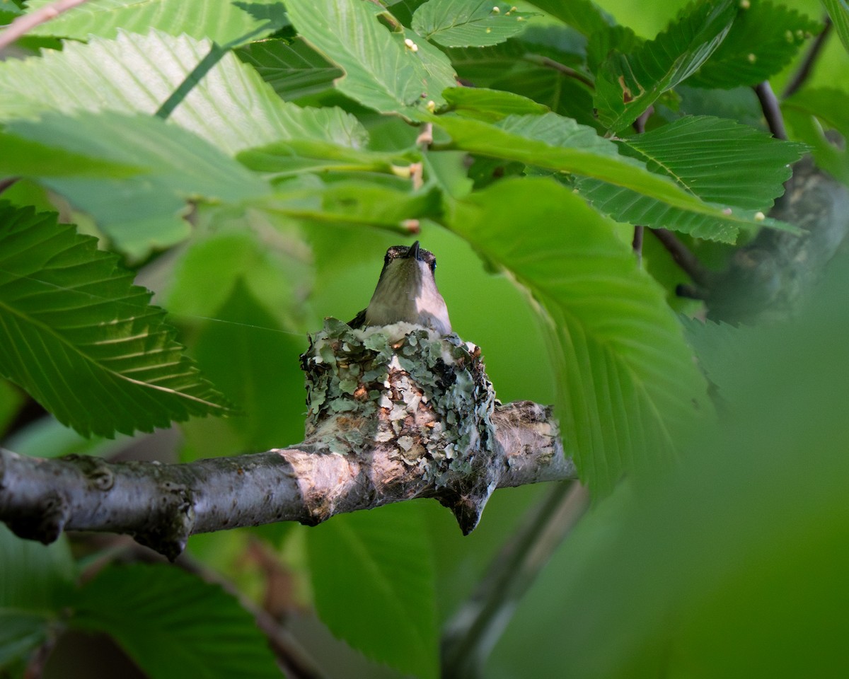 Ruby-throated Hummingbird - ML637046311