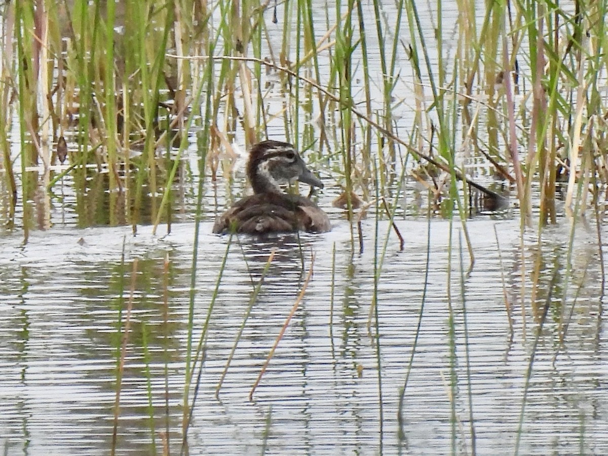 Wood Duck - ML637046340