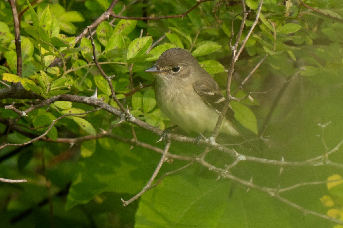 Empidonax sp. - ML637046350