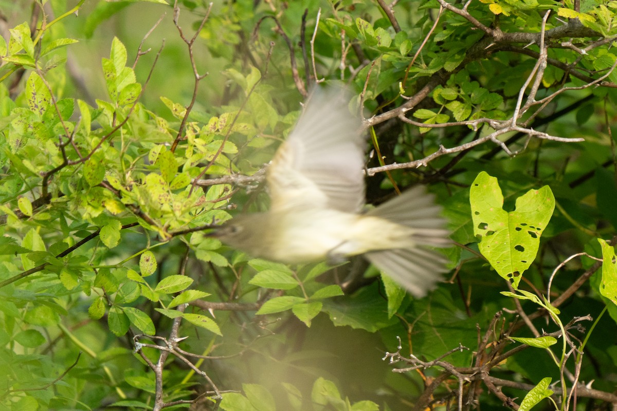 Empidonax sp. - ML637046351