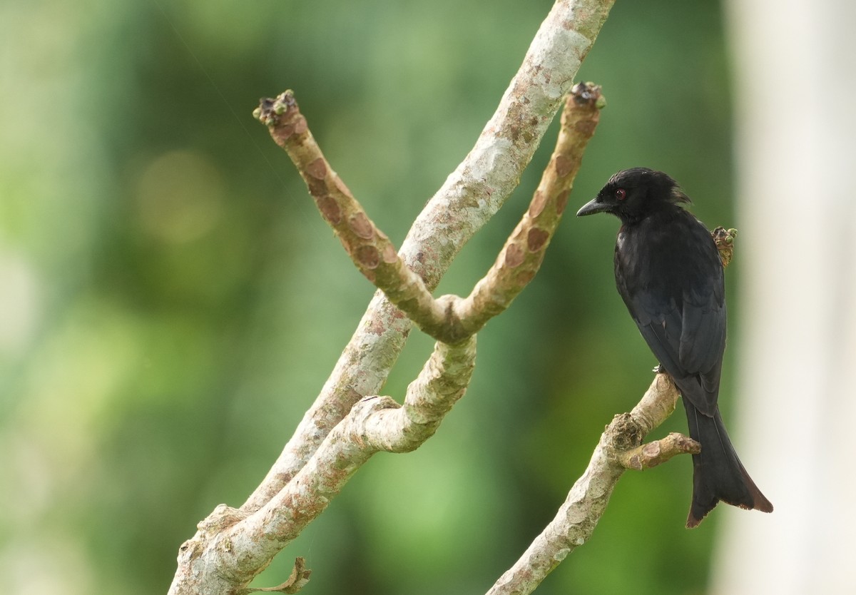 Velvet-mantled Drongo - ML637046368