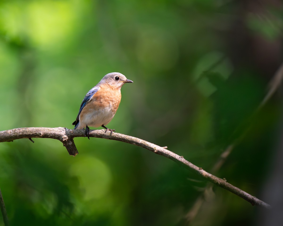 Eastern Bluebird - ML637046389