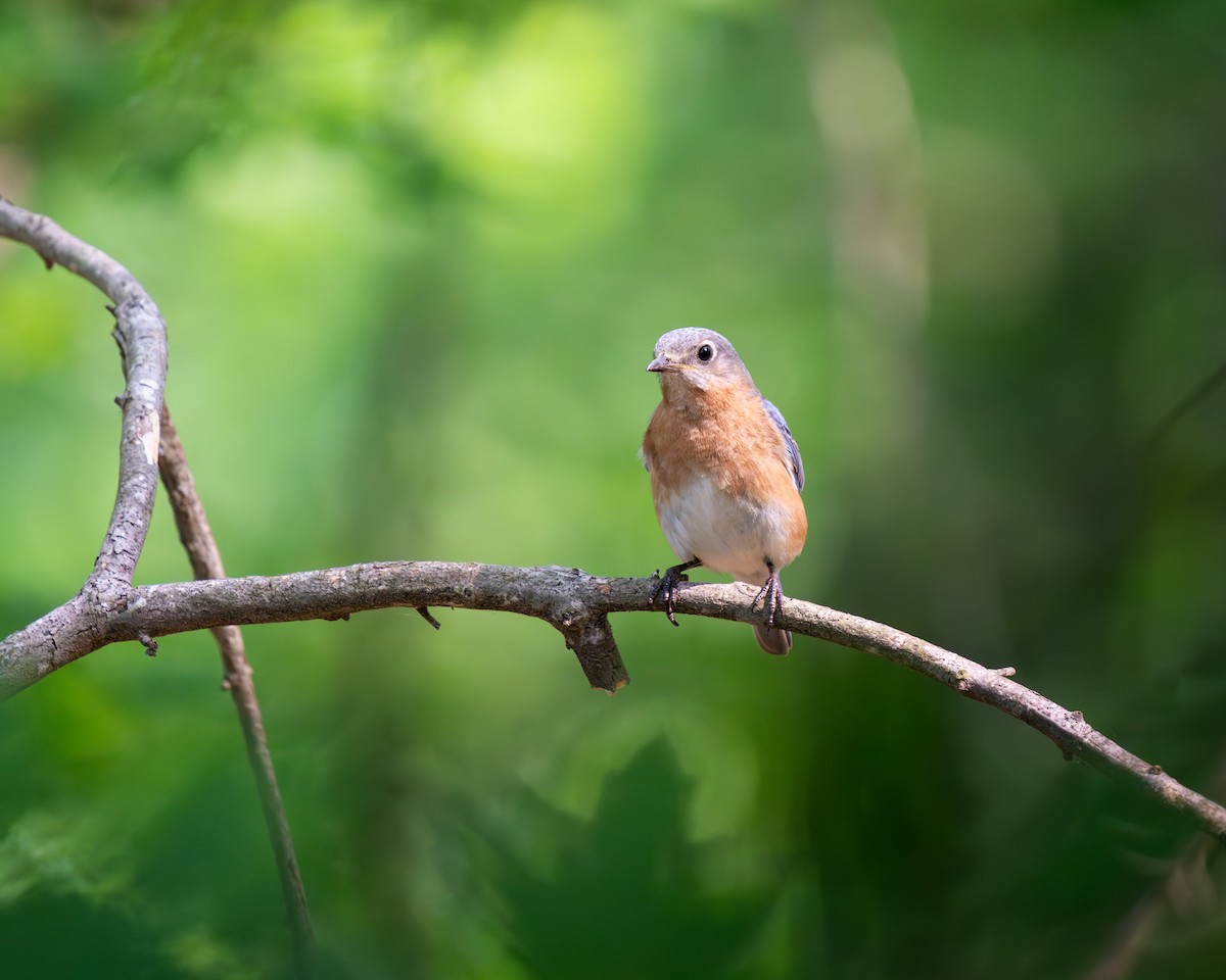 Eastern Bluebird - ML637046390