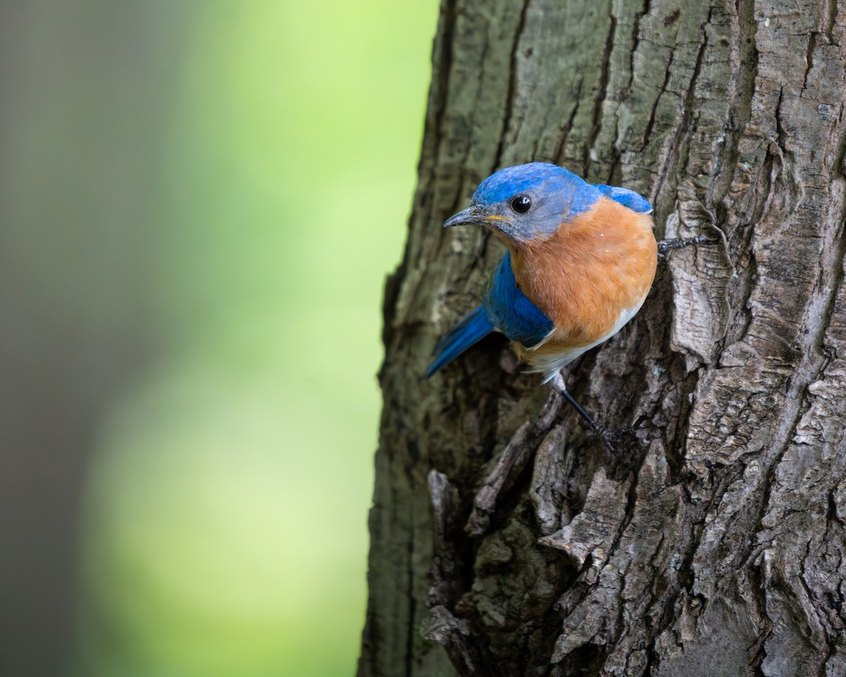 Eastern Bluebird - ML637046391