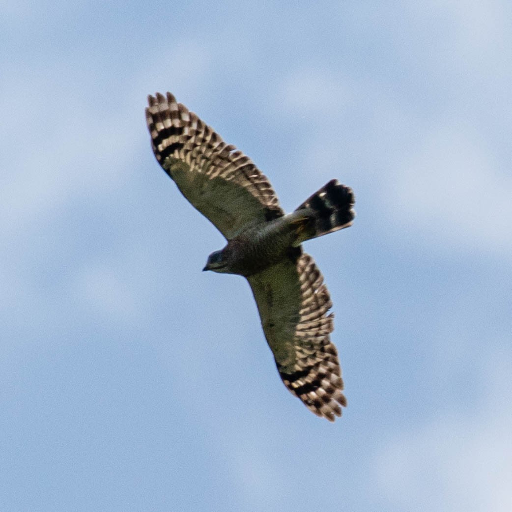 Double-toothed Kite - ML637046392