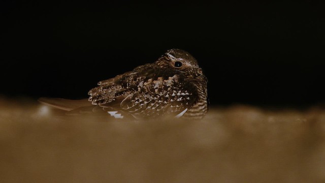 Common Nighthawk - ML637046393