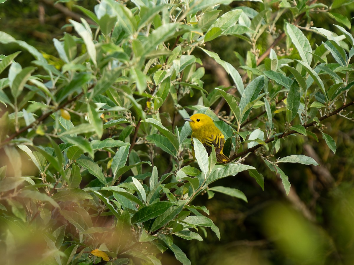 Northern Yellow Warbler - ML637046399