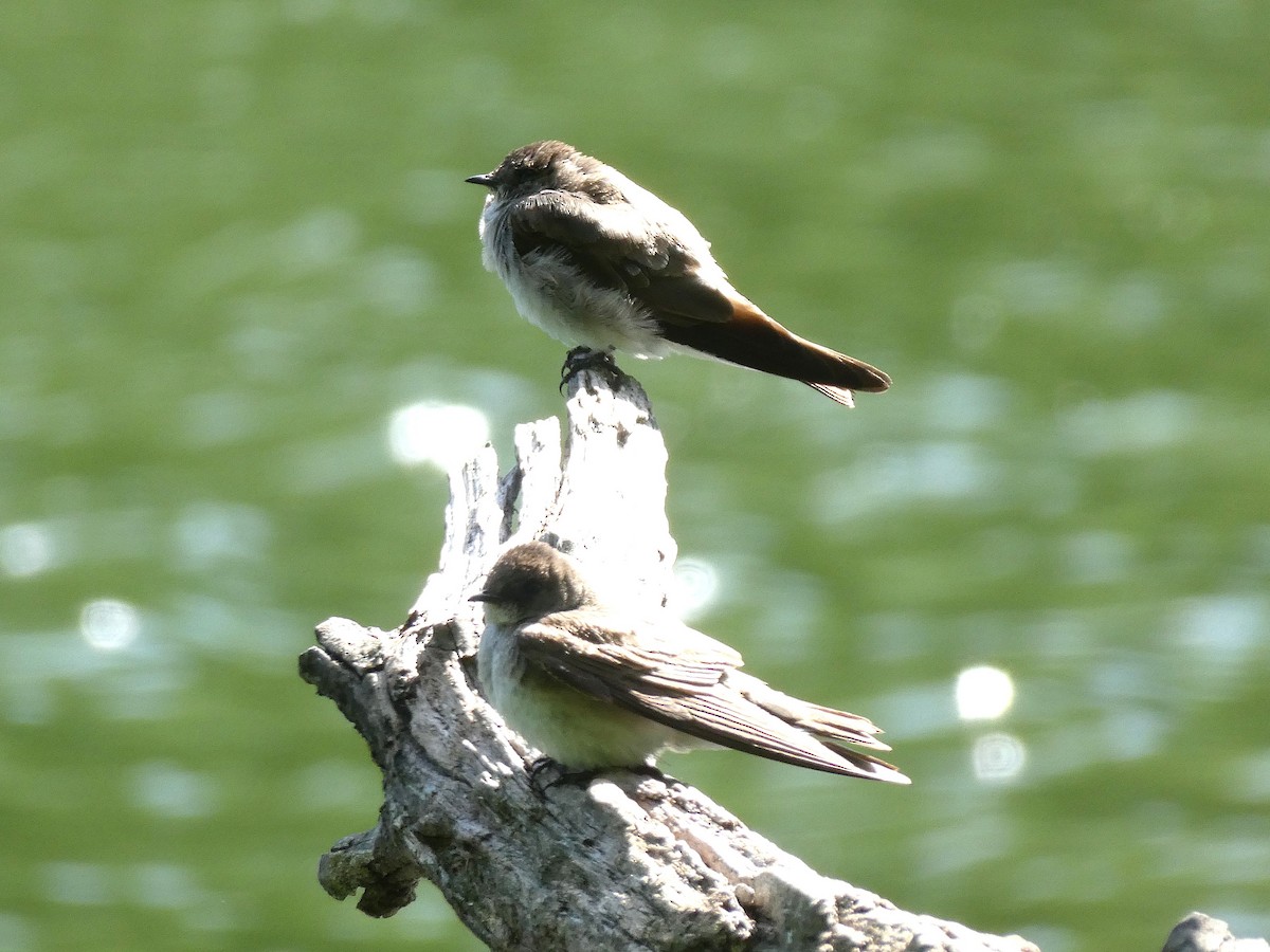 Northern Rough-winged Swallow - ML637046404