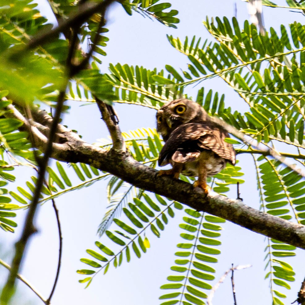 Amazonian Pygmy-Owl - ML637046411