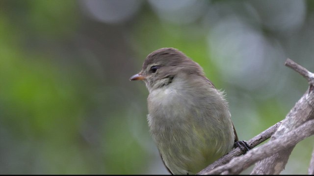 Small-headed Elaenia - ML637046453