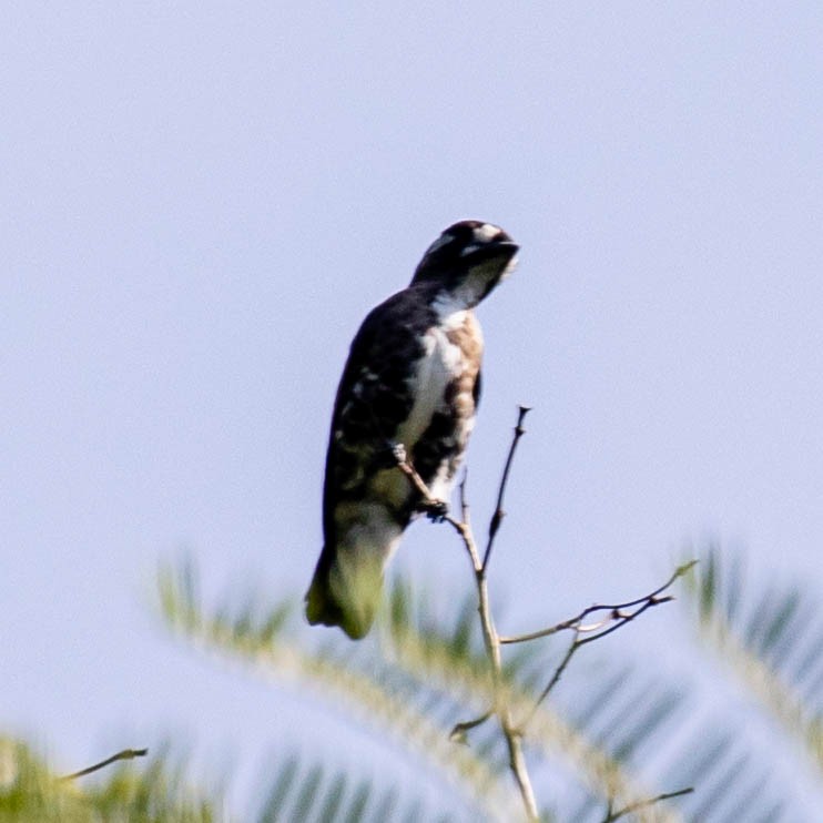 White-browed Purpletuft - ML637046510