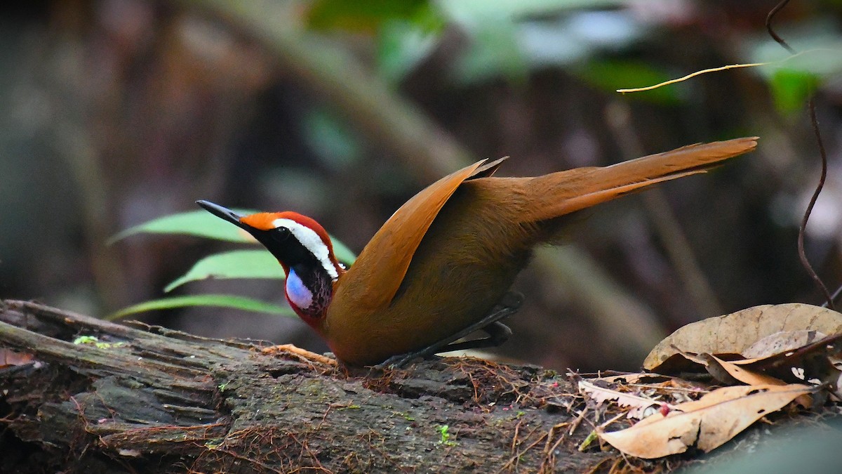 Malaysian Rail-babbler - ML637046570