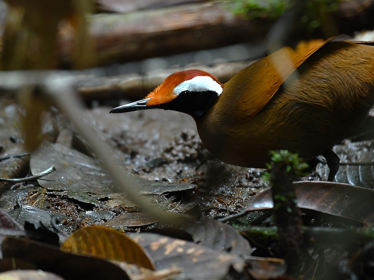 Malaysian Rail-babbler - ML637046575
