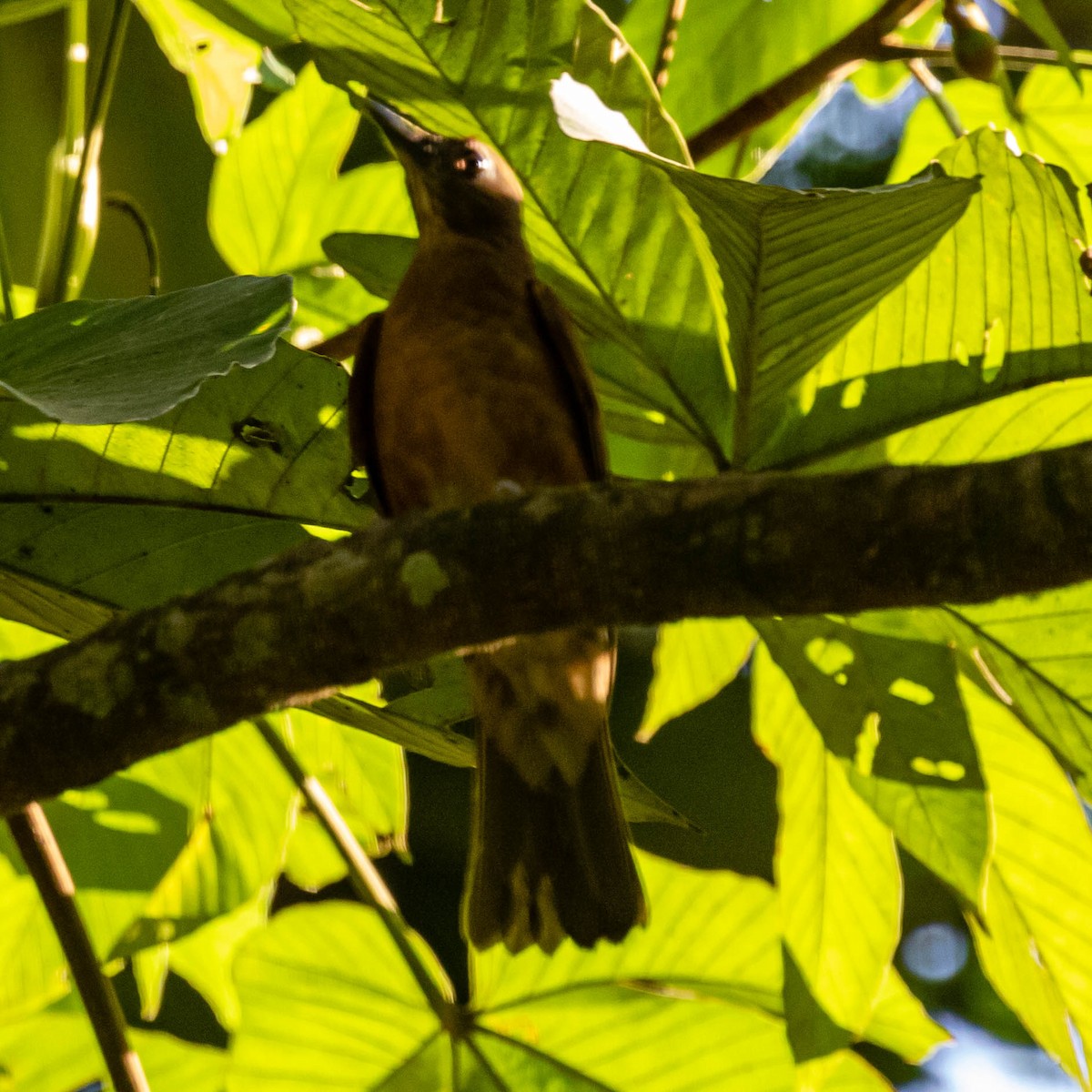 Cocoa Thrush - ML637046579
