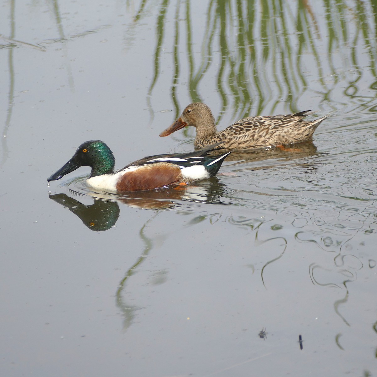 Northern Shoveler - ML637046598