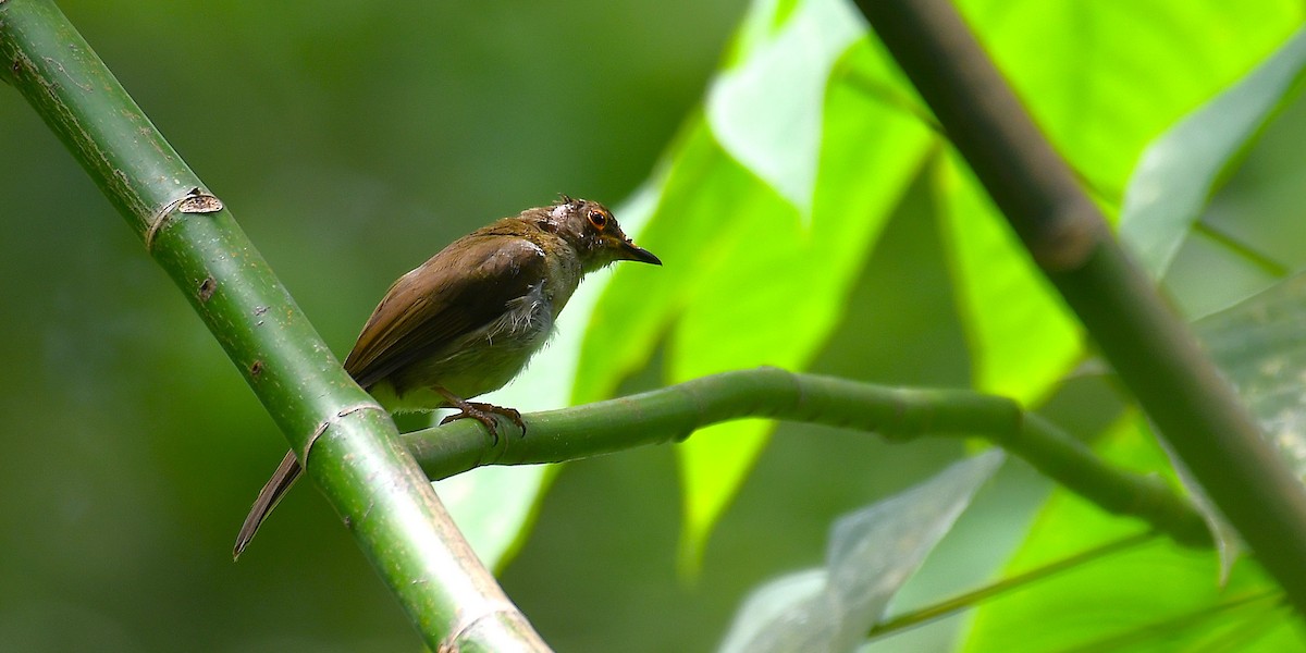 bulbul brýlatý - ML637046608