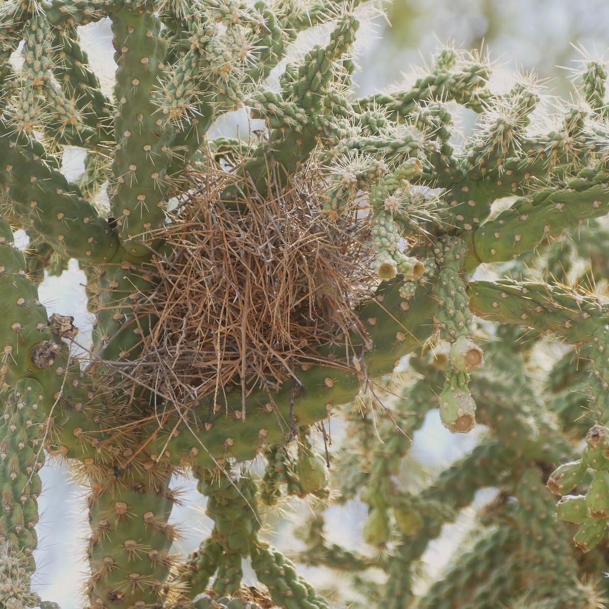 Verdin - ML637046610