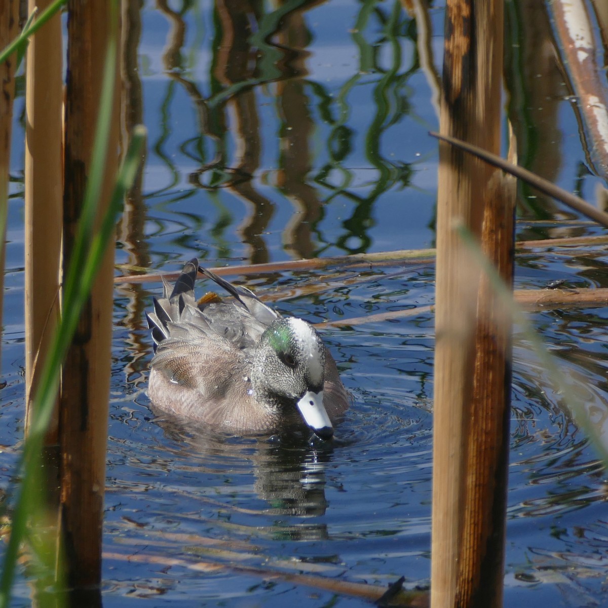 American Wigeon - ML637046617