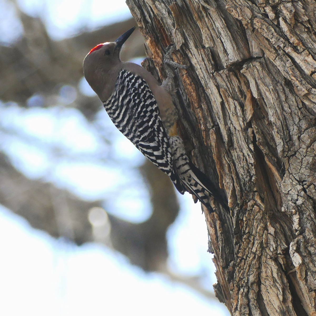 Gila Woodpecker - ML637046635