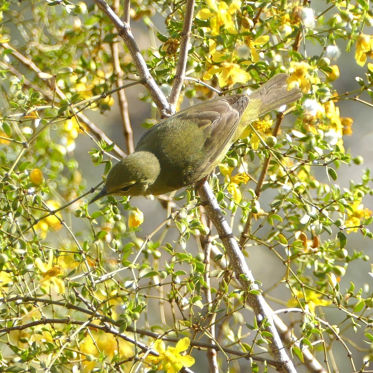 Orange-crowned Warbler - ML637046648
