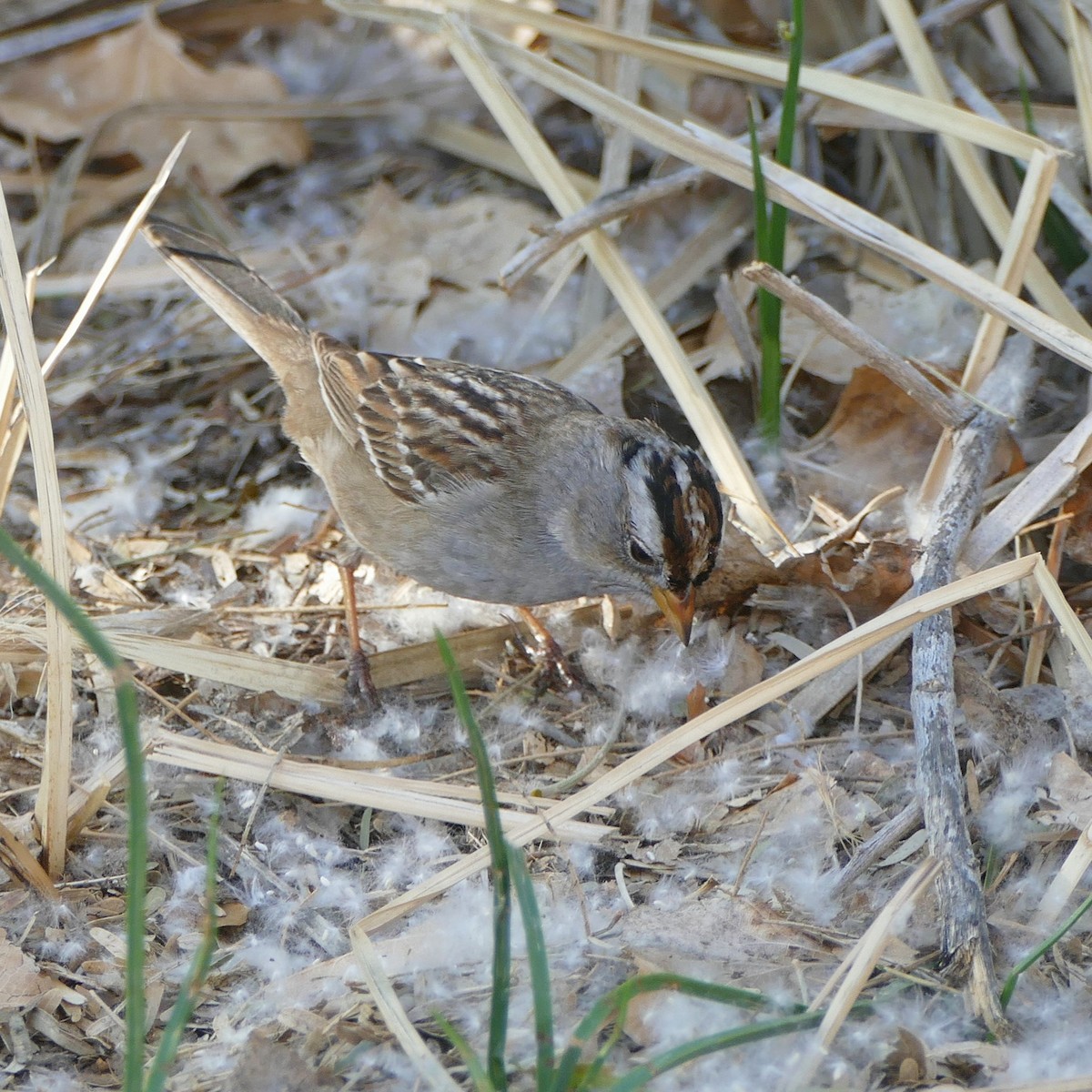 White-crowned Sparrow - ML637046661