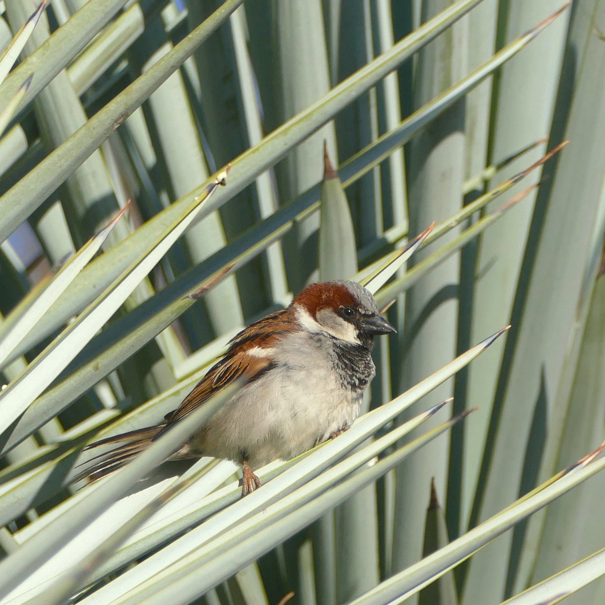 House Sparrow - ML637046679