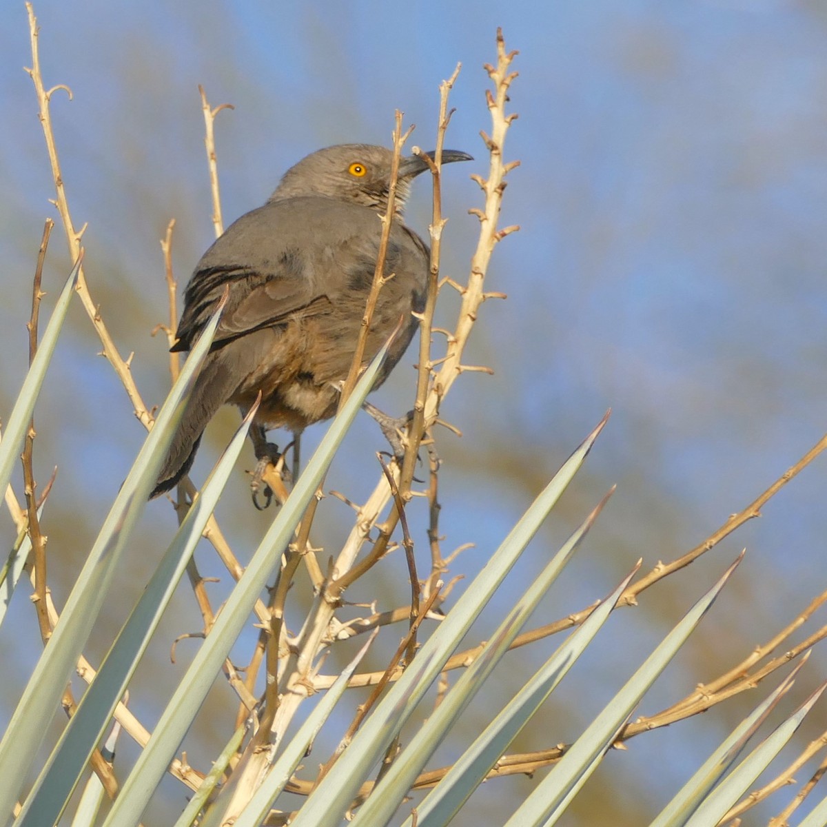 Curve-billed Thrasher - ML637046693