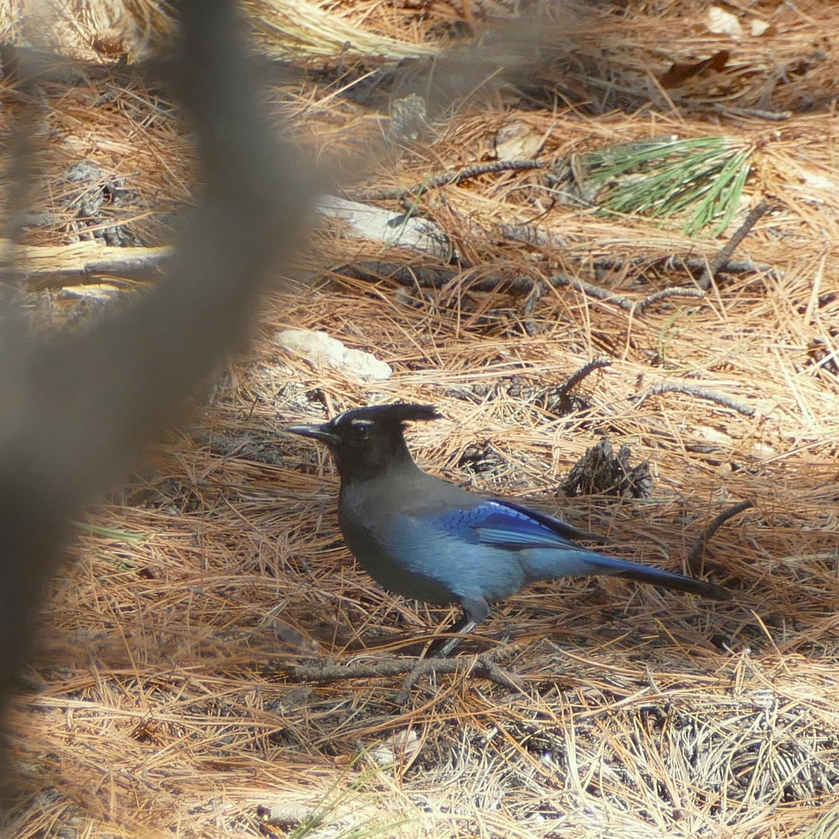 Steller's Jay - ML637046708