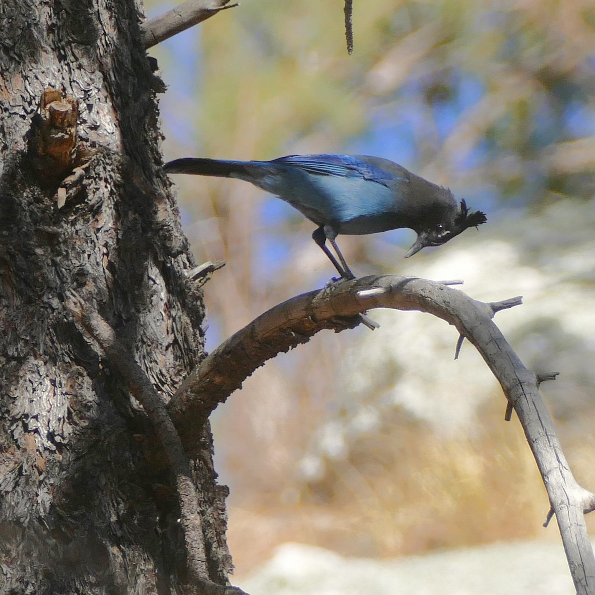 Steller's Jay - ML637046719