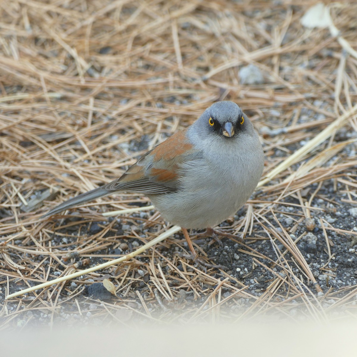 Yellow-eyed Junco - ML637046734