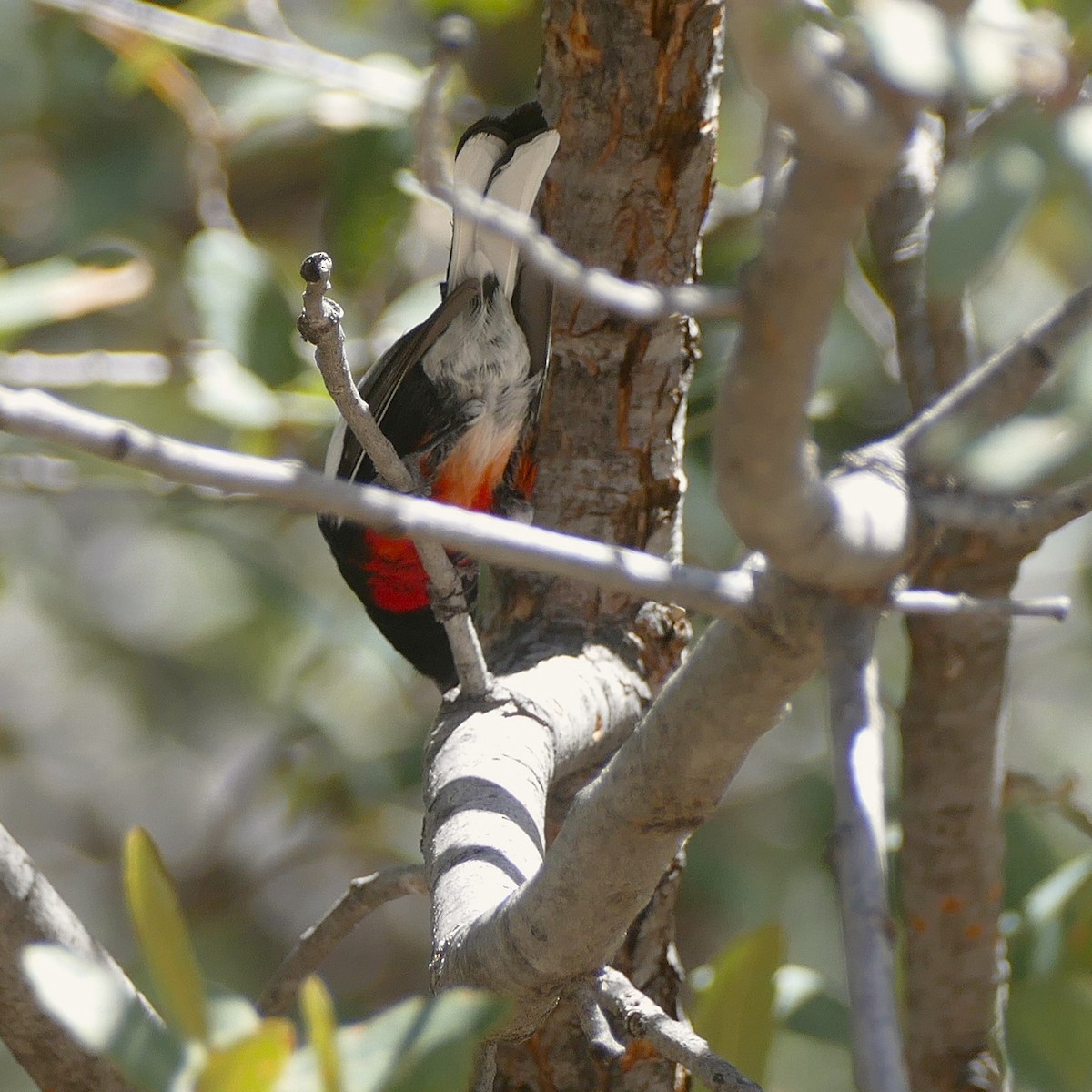 Painted Redstart - ML637046746