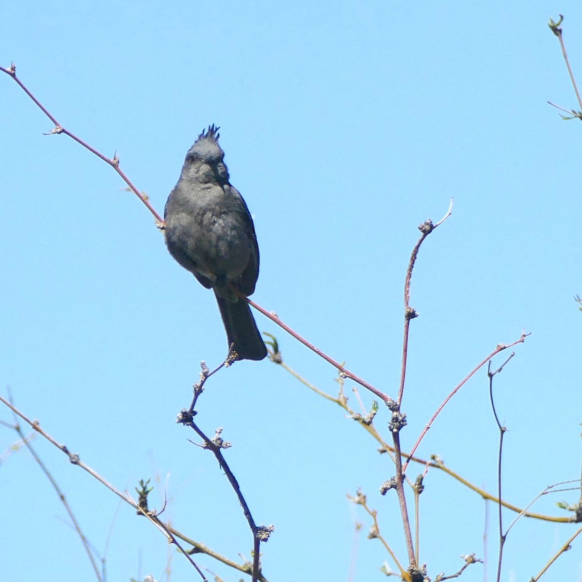 Phainopepla - ML637046767