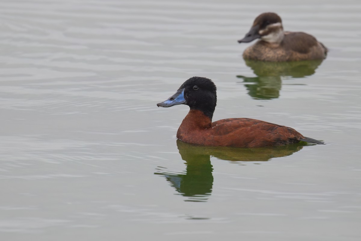 Maccoa Duck - ML637046772
