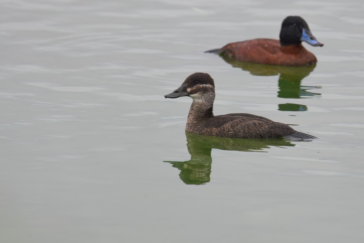Maccoa Duck - ML637046773