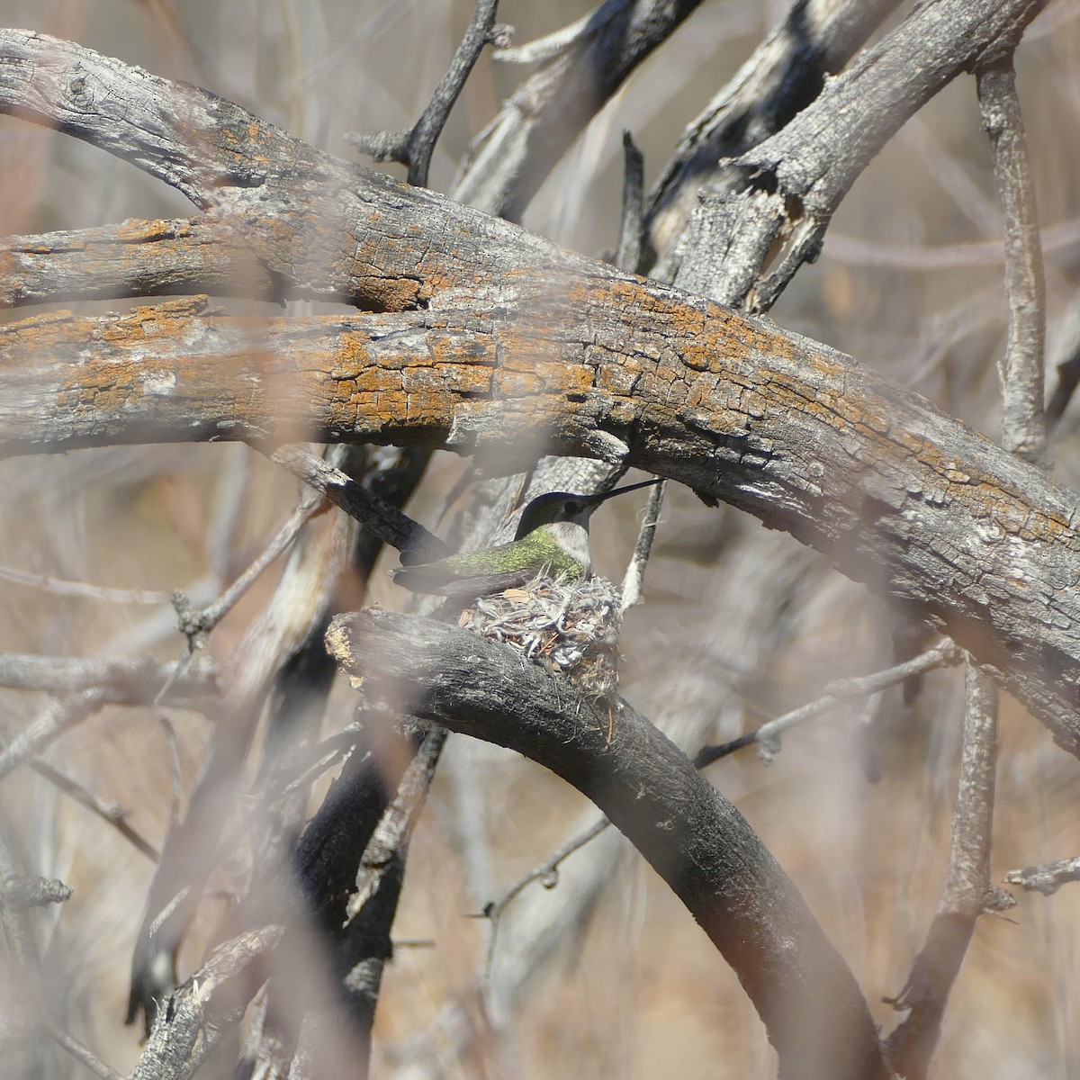Anna's Hummingbird - ML637046775