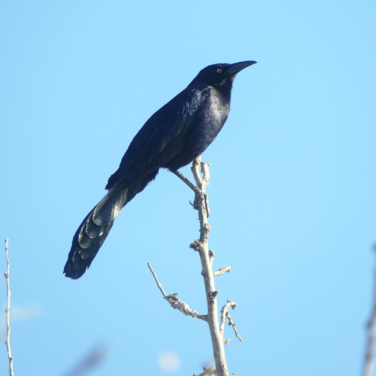 Great-tailed Grackle - ML637046828